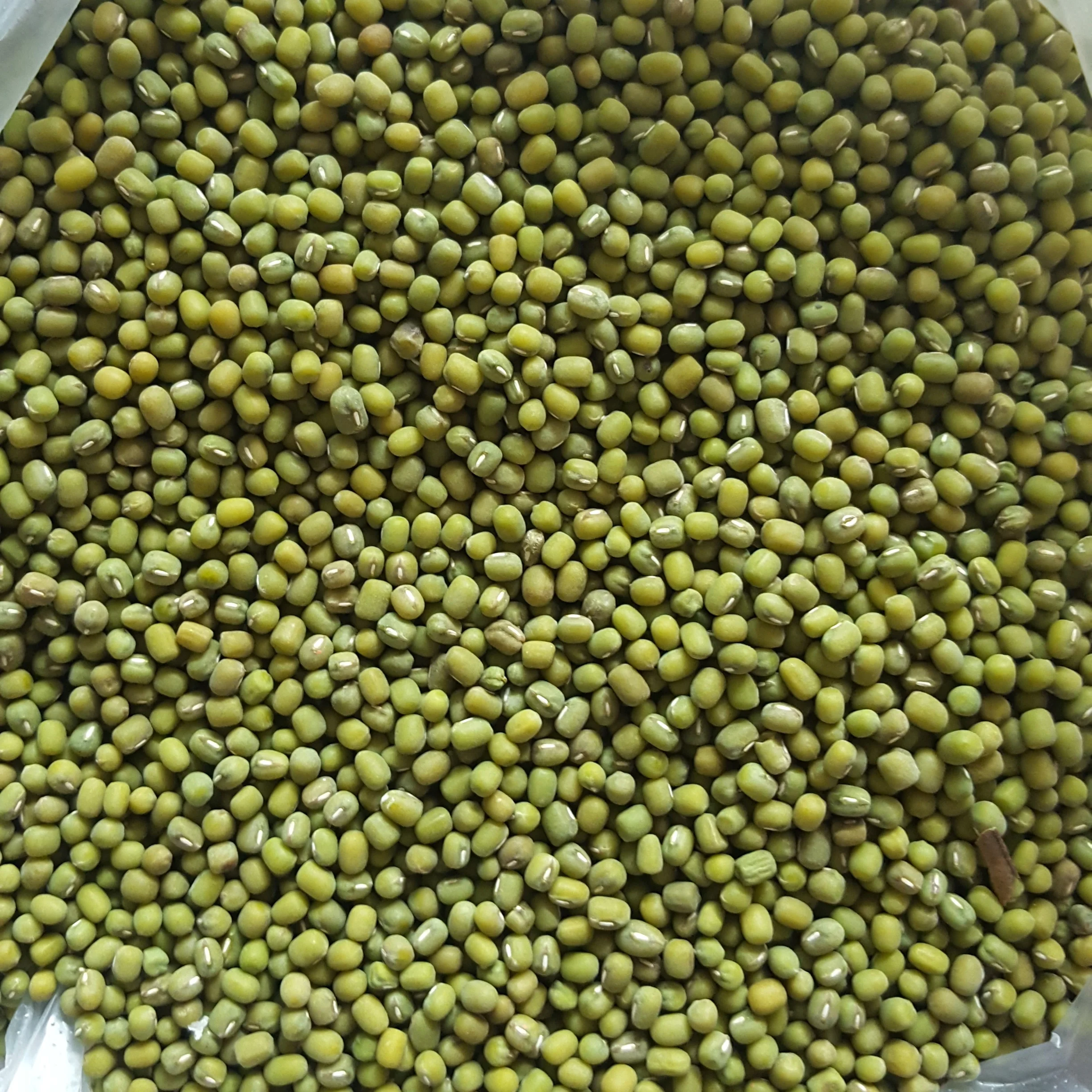 Малая зеленая фасоль MUNG WAKEMA, фасоль для выращивания растений, произведенная в Бирме, mayanmar, чистая машина sortex, готовая к отправке