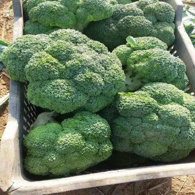 Fresh broccoli good quality broccoli wholesale fresh broccoli supplier from China