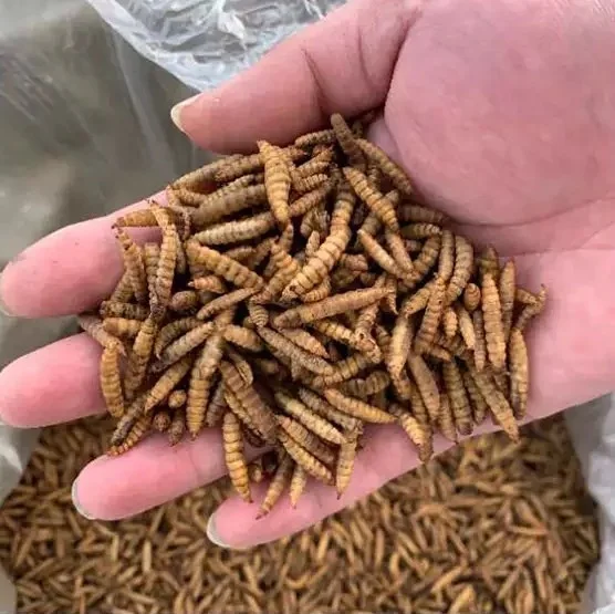 High Protein Dried Maggot Microwave Dried Black Soldier Fly Larvae Dried Bsf For Animal Feed