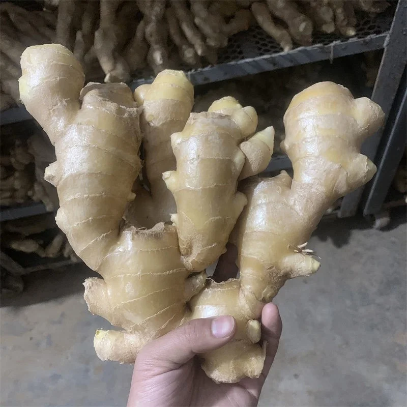 New crop Arrival Fresh ginger With Weight 100gr 150gr 200gr 250gr UP ginger new ginger this year