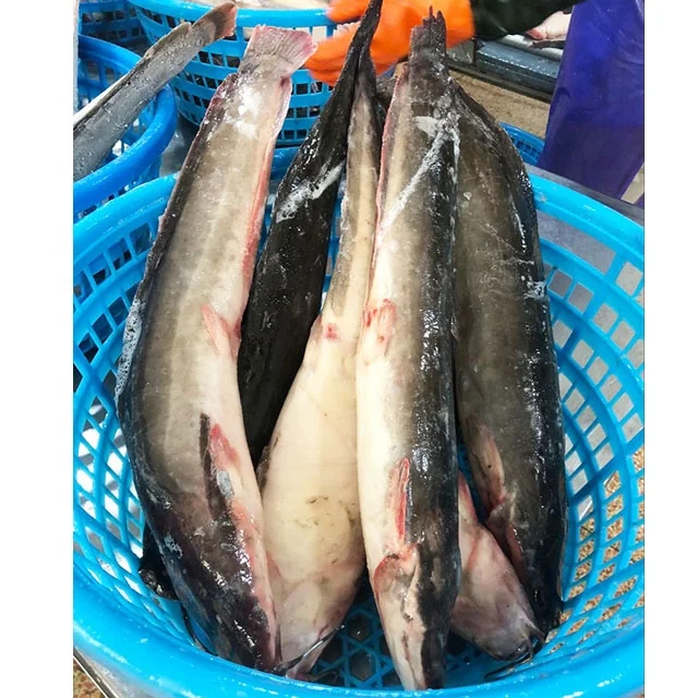 Guangzhoou Black Bullhead Chinese Farm Frozen Live Catfish WholeSale Price For African markets