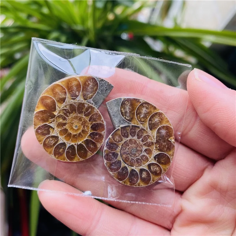 Wholesale Natural Small Size Druzy Geode Shell Snail Ammonite Fossil Pendant For Healing