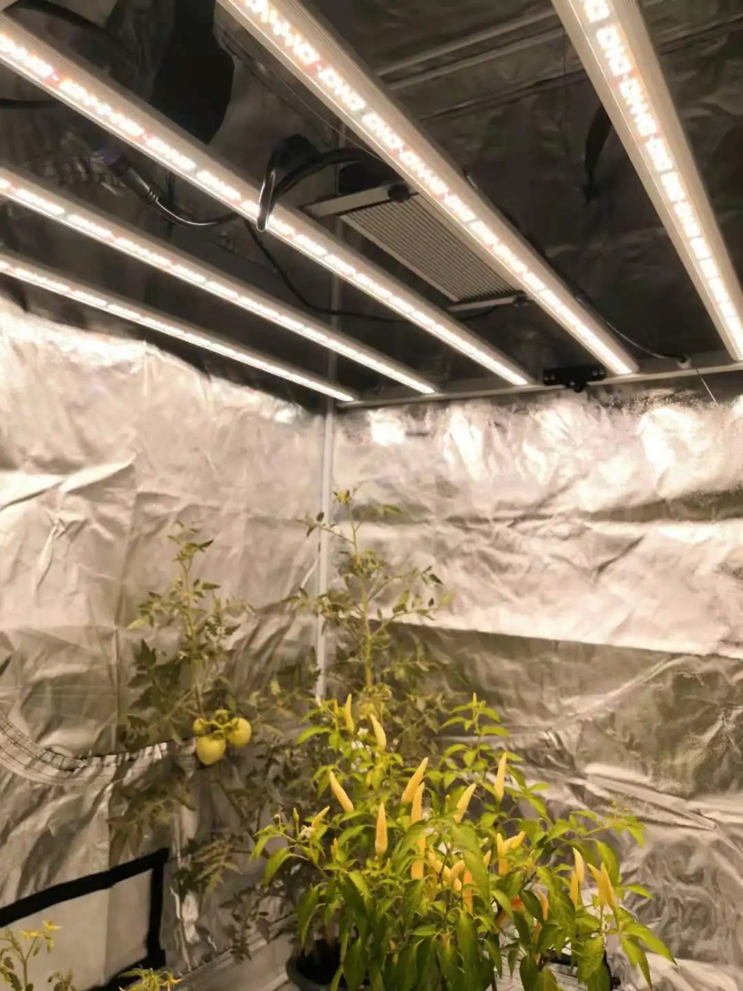 Indoor Hydroponic 4x4 Box Growing Set For Sale Growing Tent