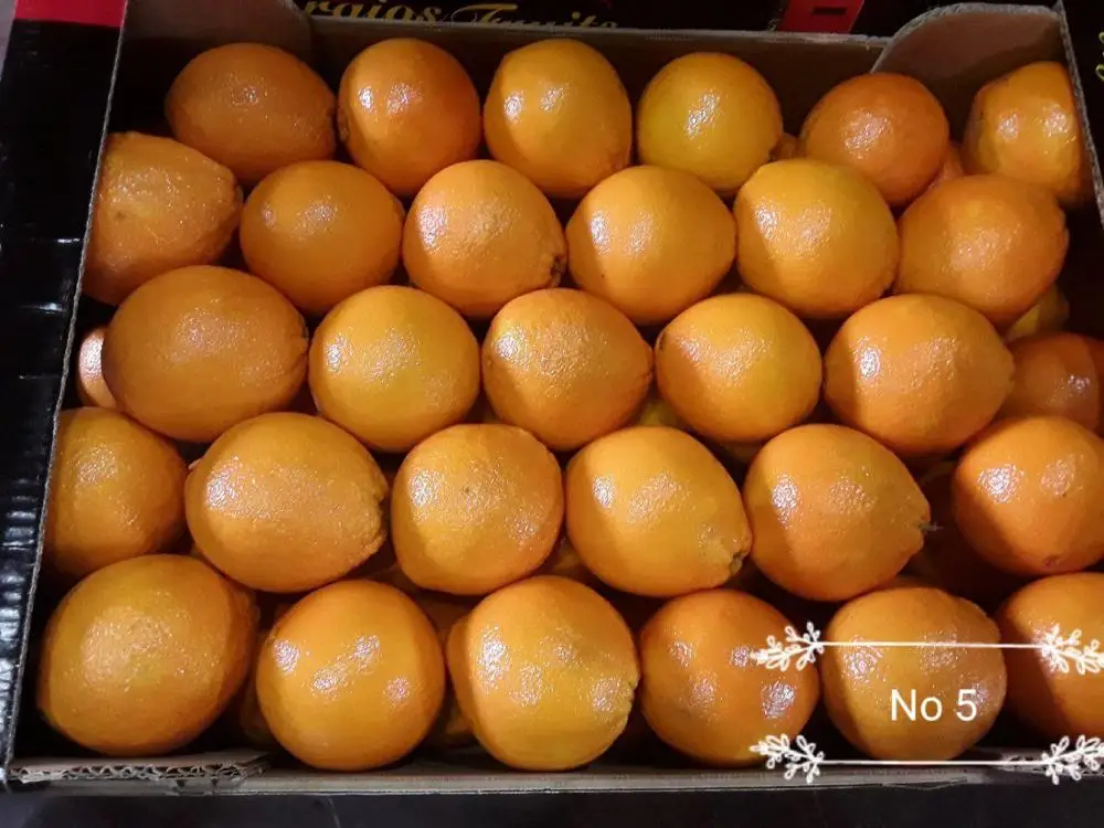 
Exports best price fruits oranges fresh from greece 