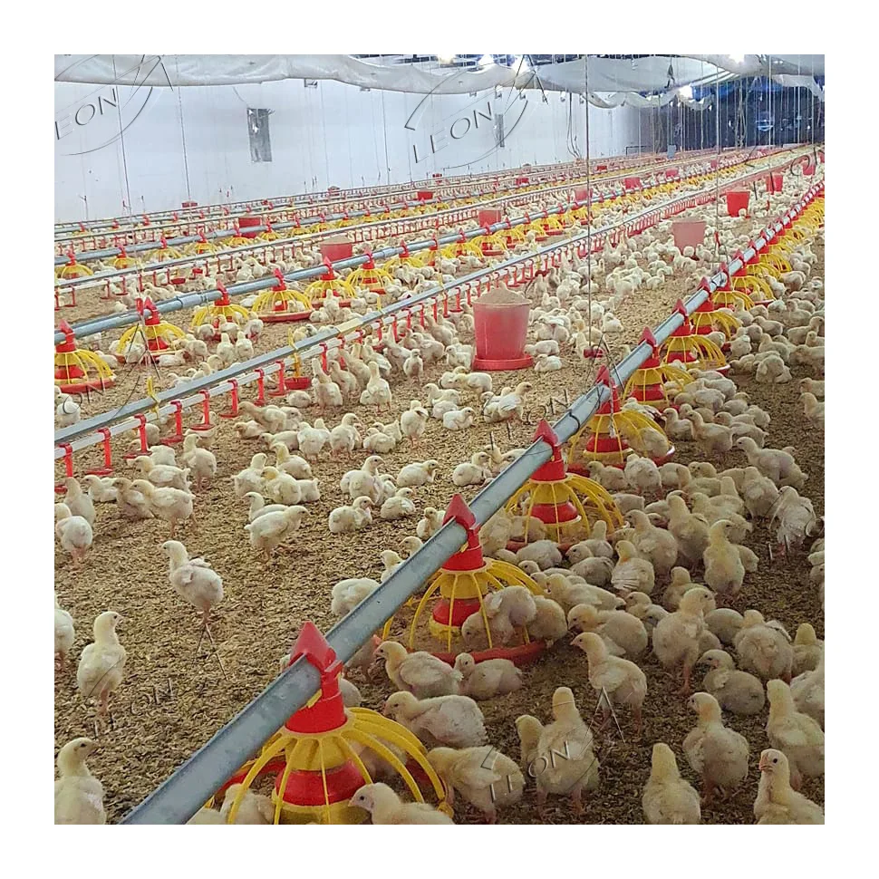 Cheap price chickens bird farm for sale in philippines and indonesia