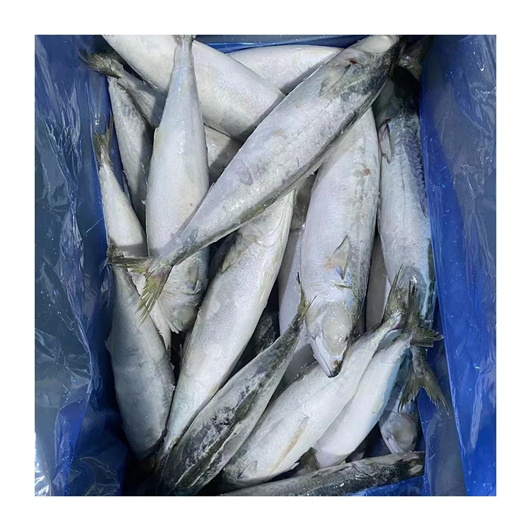 SANFENG SEAFOOD Frozen Pacific Mackerel Fresh Mackerel Sea Fish For Export