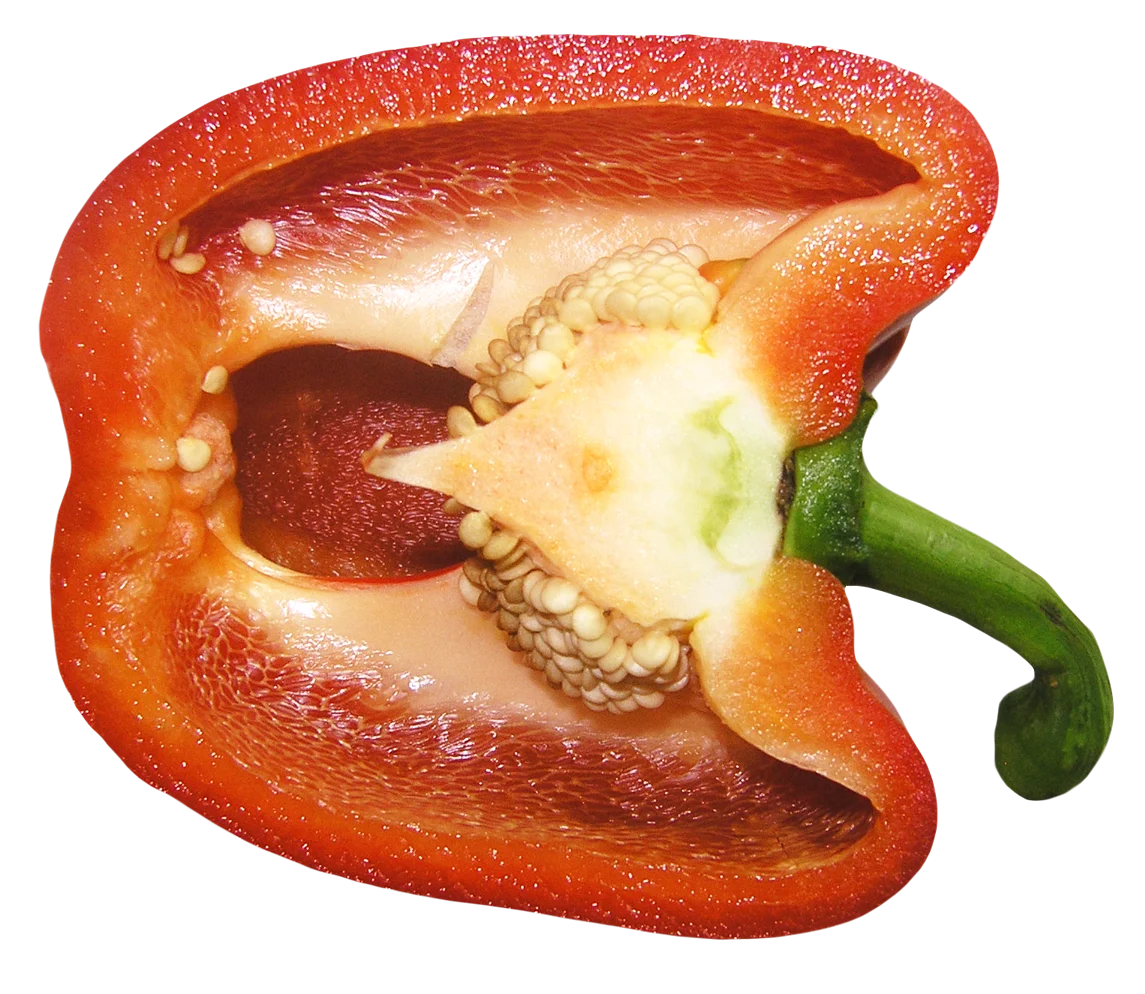 Red bell pepper sweet pepper