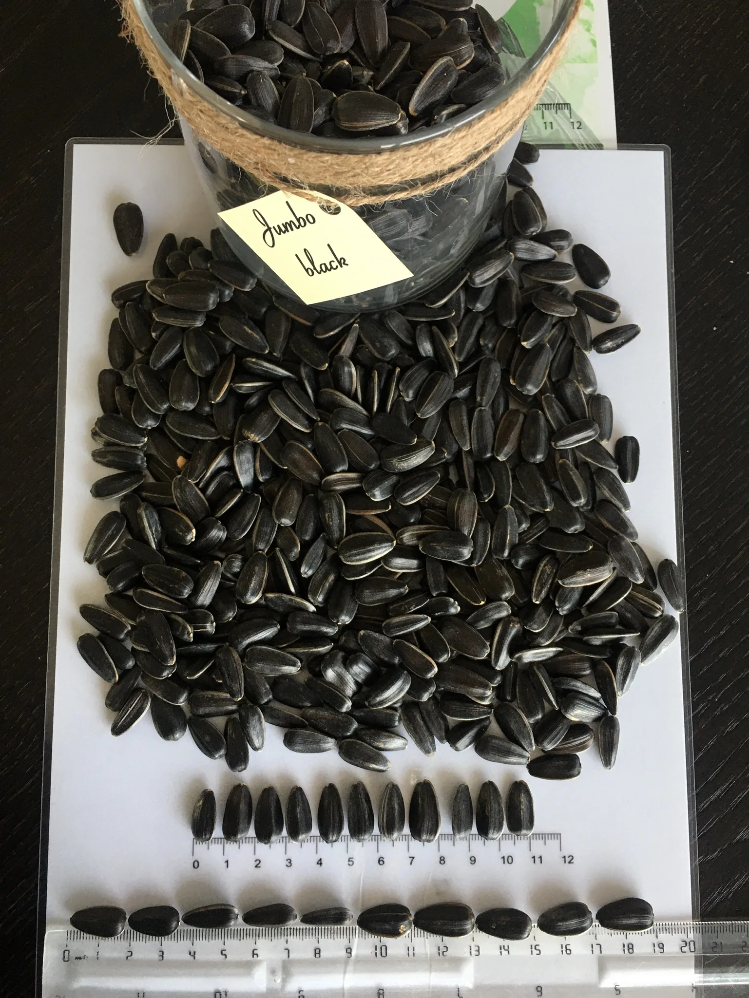 Jumbo Black High Quality Big Size New Crop Black Sunflower Seeds Bulgarian Origin Packaging Wholesale