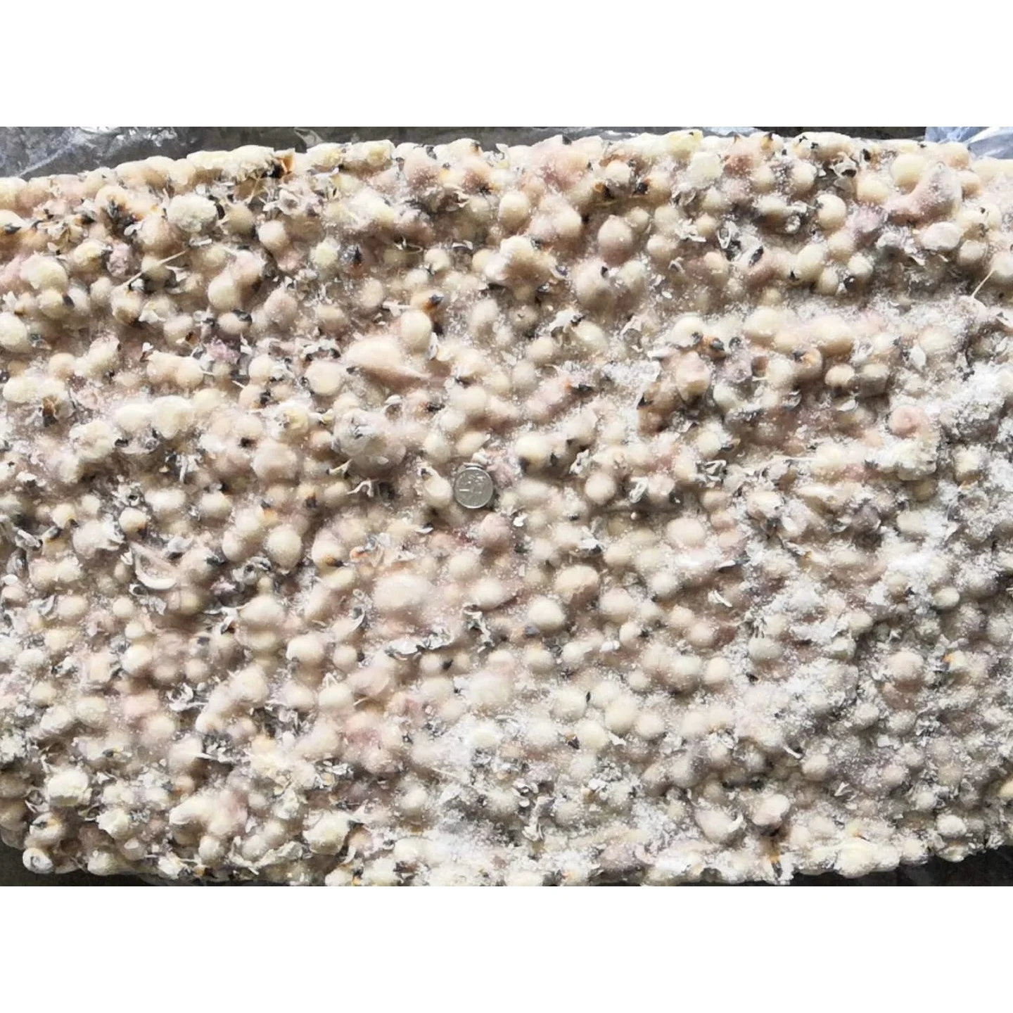 Frozen Todarodes Pacificus Beak Squid/Japanese Squid Mouth