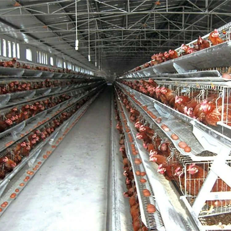Automatic Poultry Farming Cheap Layer Chicken Cage System For Chicken Coop