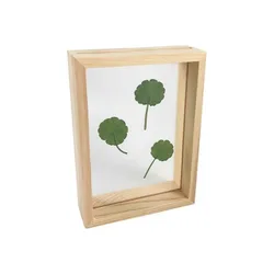 Двухсторонняя стеклянная прозрачная коробка для образцов растений