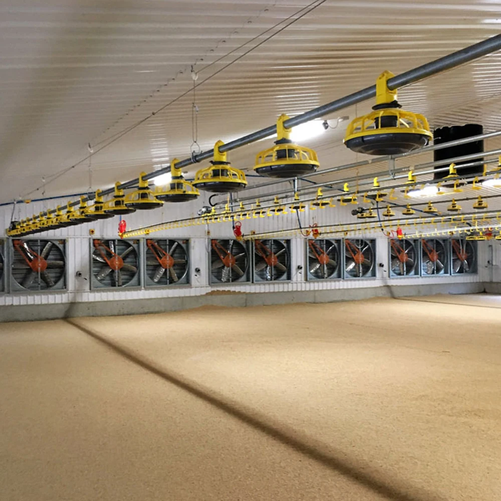 
 Китайский производитель, система кормления бройлеров, Птицеводство  