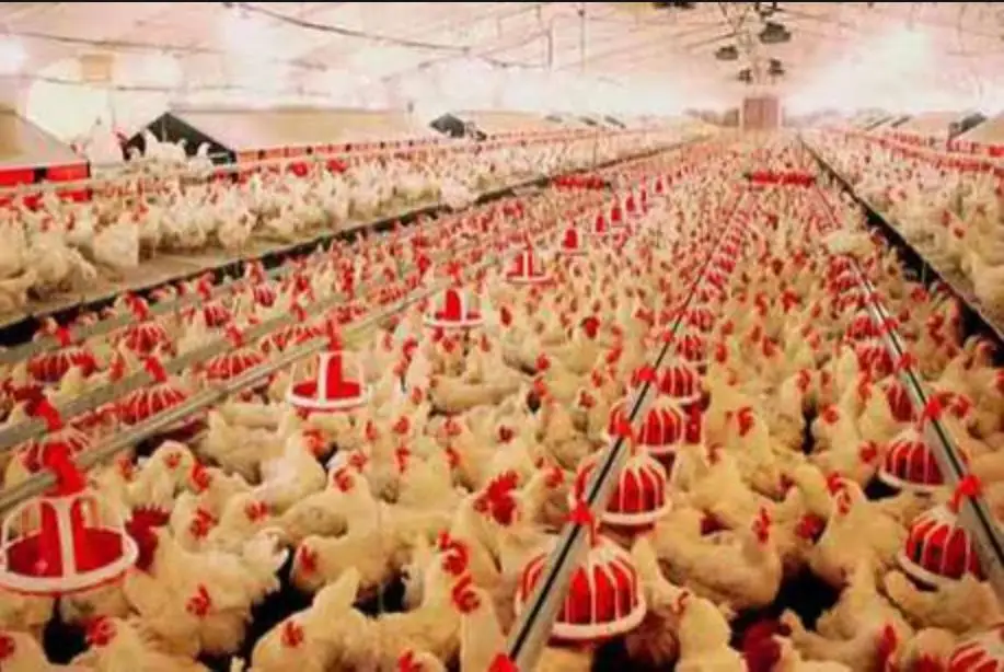 complete poultry project white broiler chicks rearing poultry farm equipment layer chicken