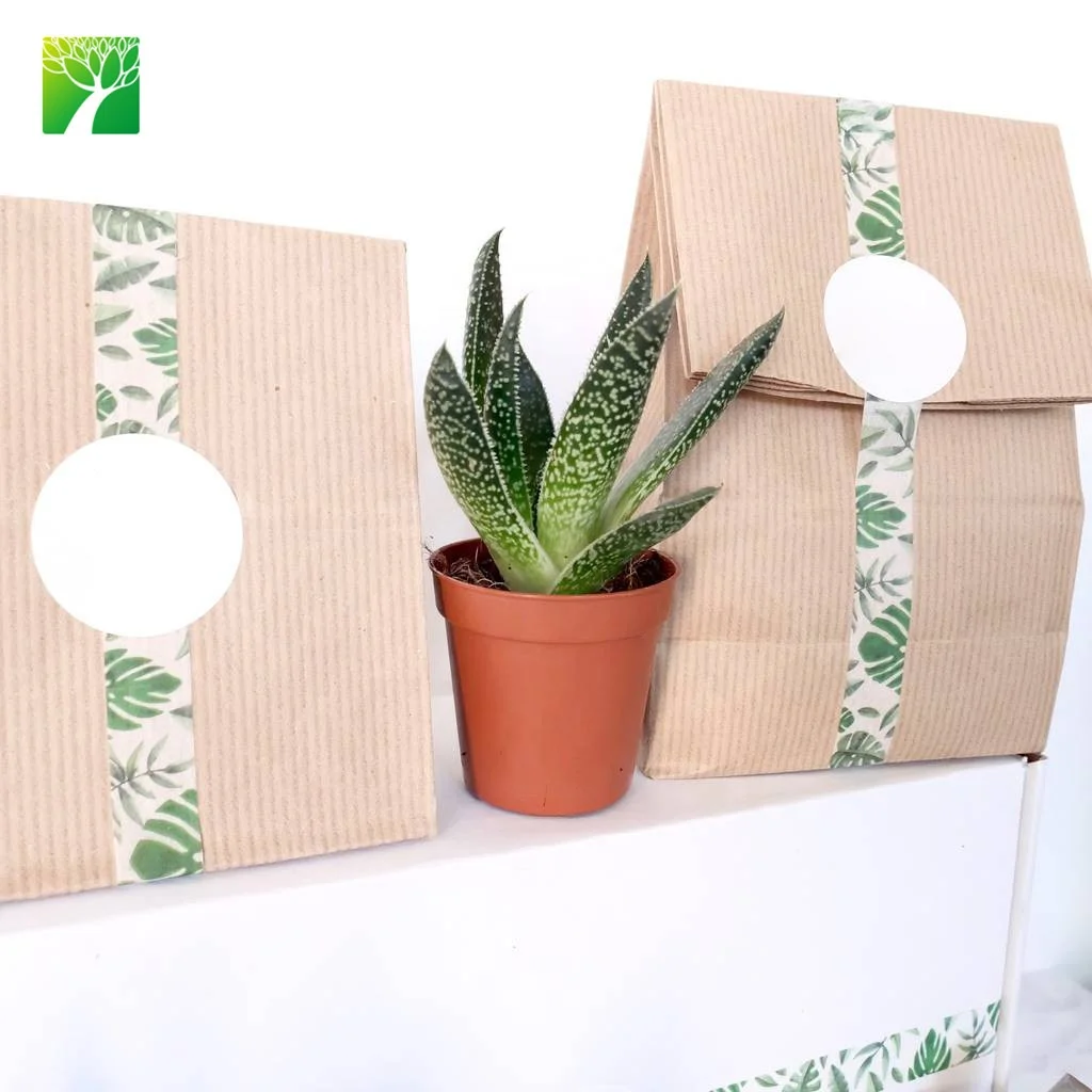 Новое поступление, лучший выбор, подарочный набор «сделай сам», суккулентные растения