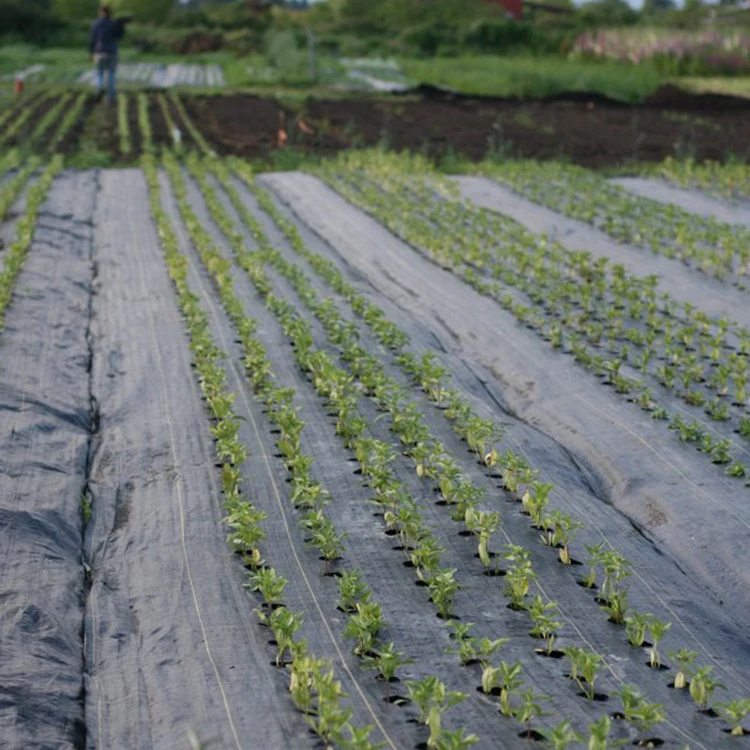 PP woven weed barrier fabric Black Control Weed Mat for blueberry