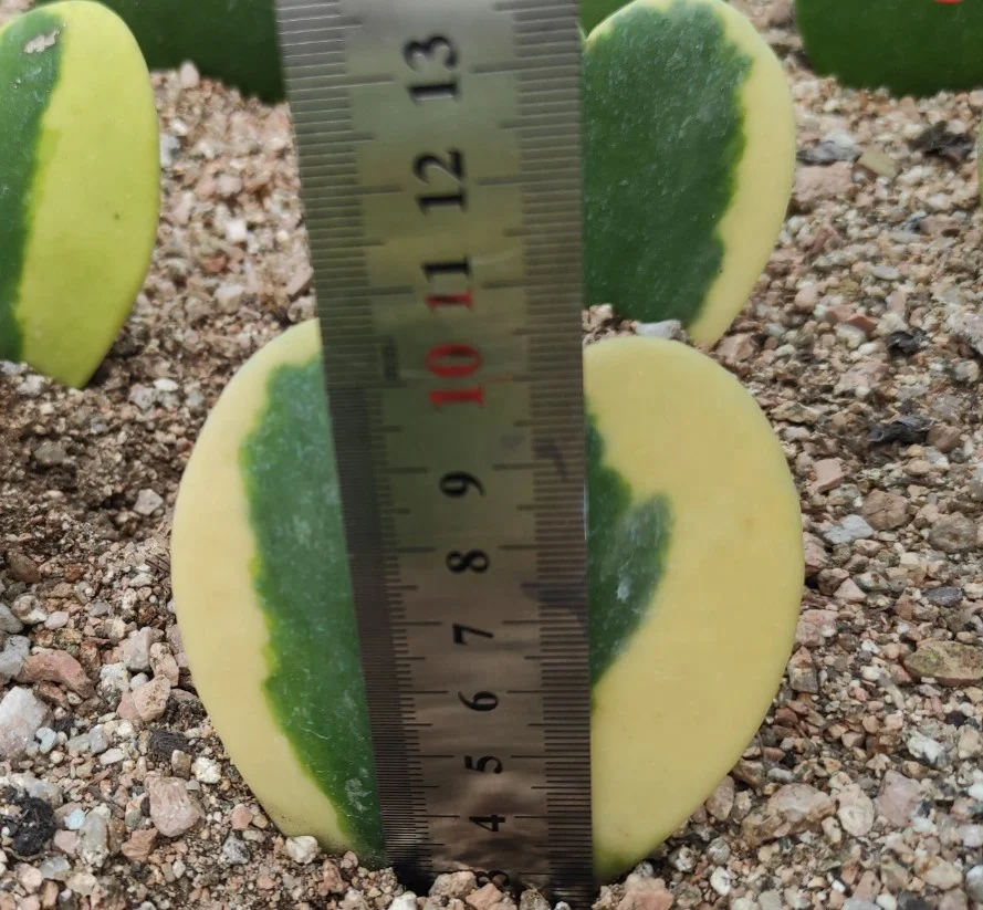 factory direct selling mini bonsai  plants heart hoya succulent for indoor home decoration