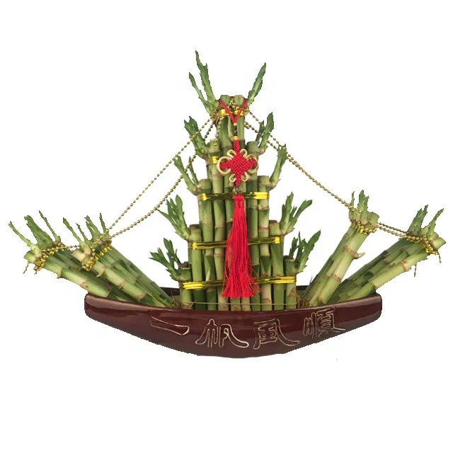 
jalor shaped boat shaped air bonsai lucky bamboo 