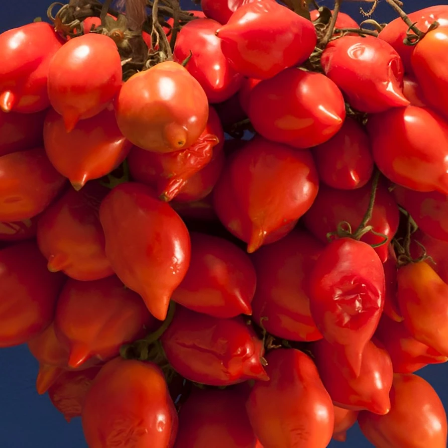 Italian Made Product, Pomodorino al naturale Piennolo del Vesuvio DOP 580ml  in mason jar