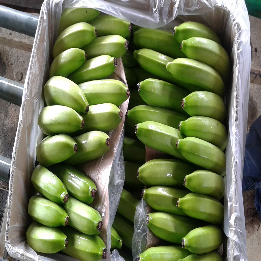 
BANANAS PREMIUM CAVENDISH 