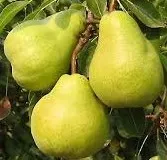 Южная Африка супер качество свежие PACKHAM TRIUMPH PEARS оптовая