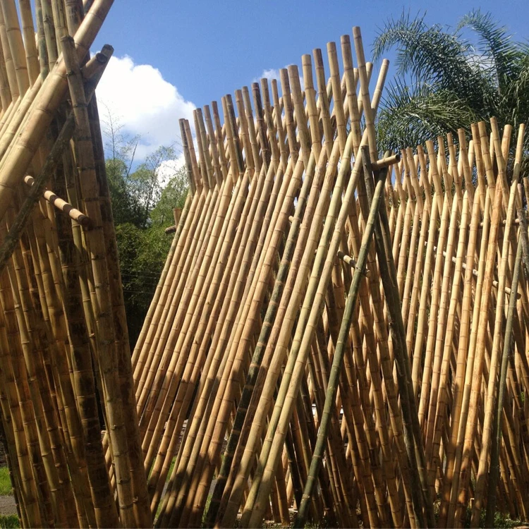 Wholesale Bamboo Poles for Construction & Building Materials High Quality Natural Strong Straight Bamboo Pole Gardening Free Tax