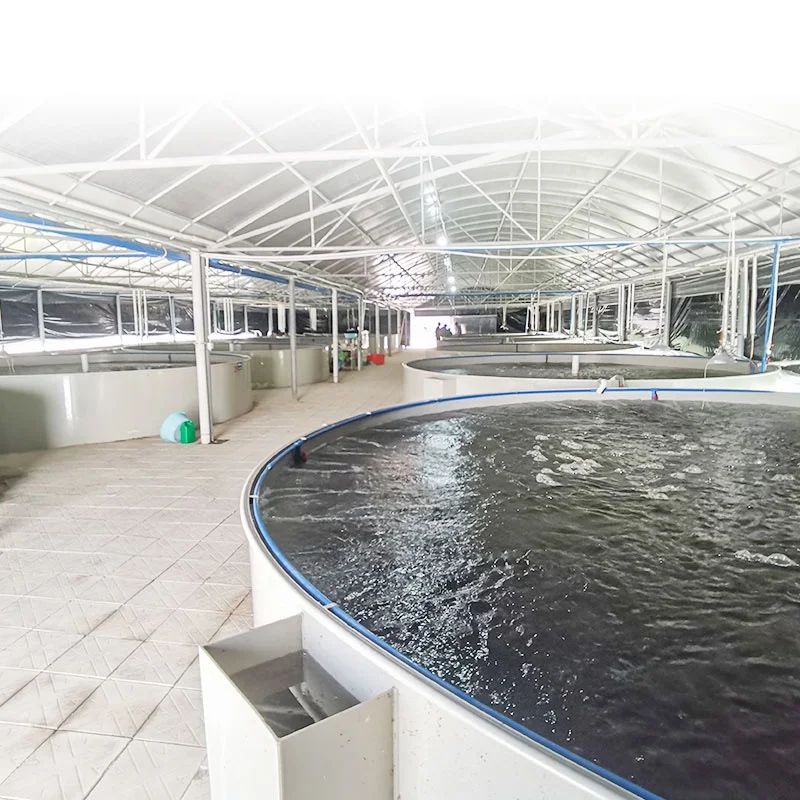 Manufacture Indoor Pisciculture Recirculating Aquaculture Equipment Fish Farming Tilapia RAS System for Aquaculture
