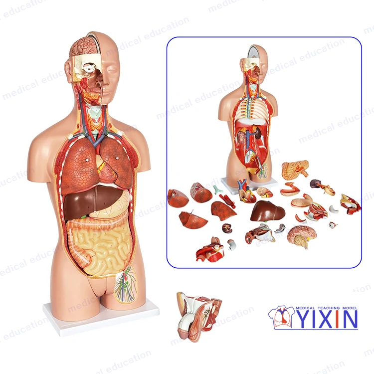 27 Parts  Plastic Human Torso Anatomy Model for Medical Supplies and Equipment