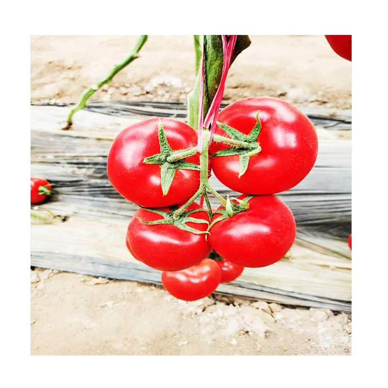 
High Yield TY Virus and Heat Disease Hybrid F1 Vegetable Red Big tomato Seeds for planting 