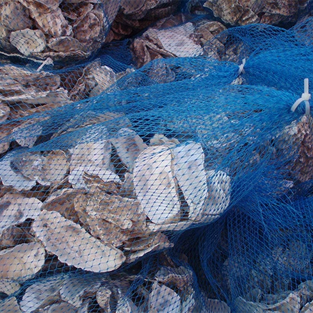 Seaweed Adheres To The Substrate Of Growth Oyster Shell