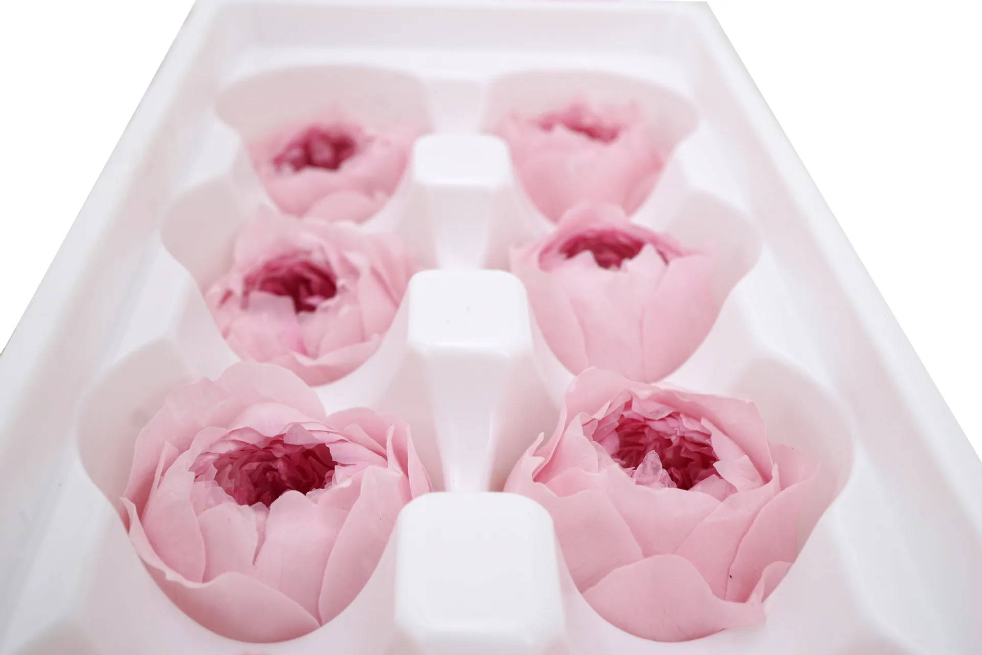 Wholesale Forever Real Natural Preserved Rose Flower Peony a Grade Diameter 4-5 Cm Austin Rose Heads Roses For Decoration