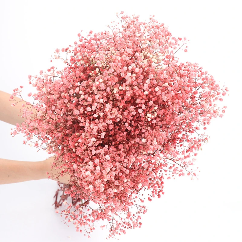 Gypsophila bouquet Preserved babys breath flowers white color dried flowers baby s breathe for wedding or house decoration