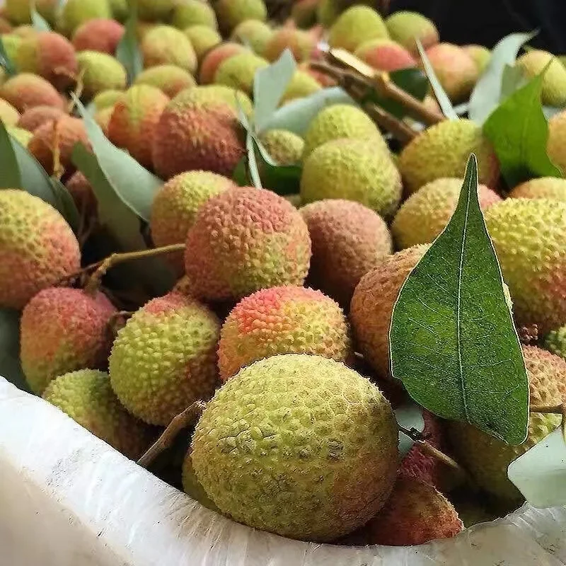 Supply high quality fresh lychee fruit litchi