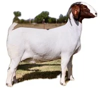 HIGH QUALITY GOATS DORPER SHEEP/BOER AND ALPINE GOATS FOR SALE