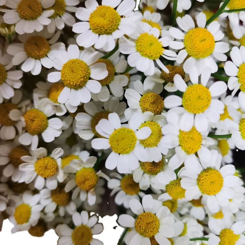 
real fresh flower high quality fresh cutting flowers chamomile 