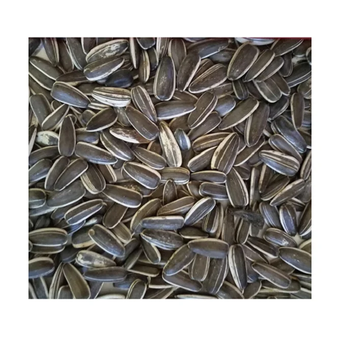 
Dried Style wholesale black oil sunflower seeds for hot sale 