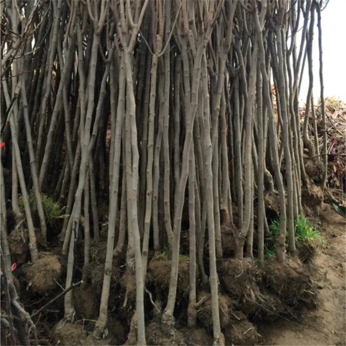 
shi zi miao persimmon seedling tree persimmon grafted seedlings for planting 