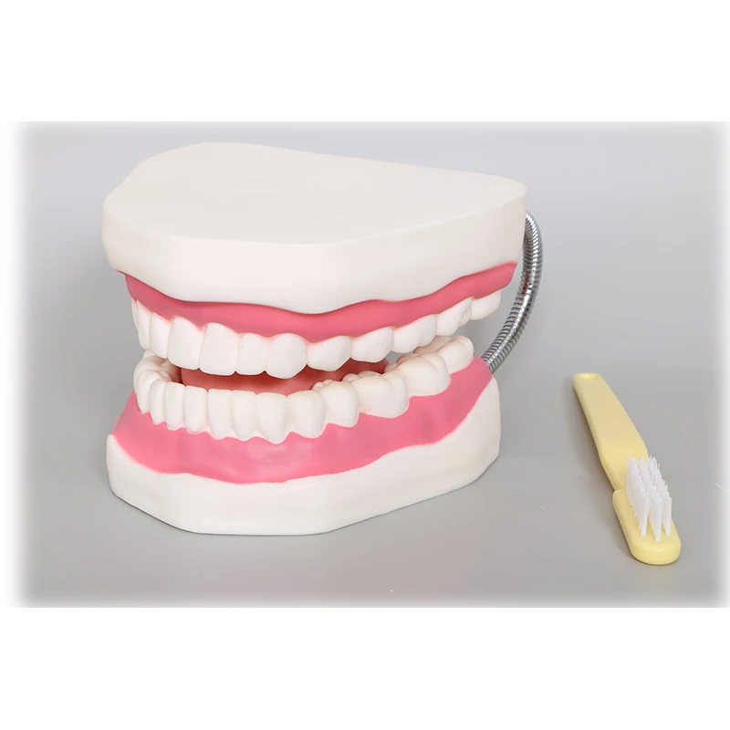 Factory Dental Demonstration Models, Teeth Care Model With Brush Teaching resources