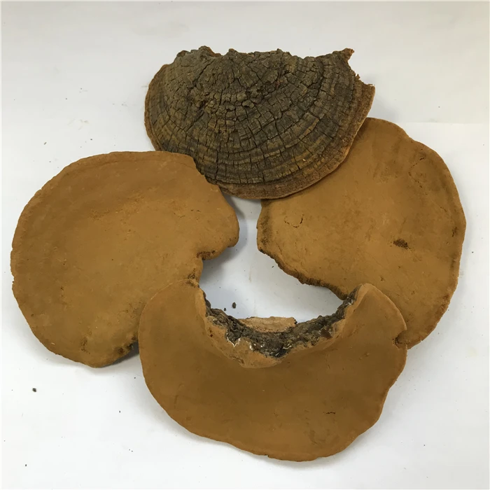 sang huang bulk dried phellinus linteus mushroom wild phellinus igniarius