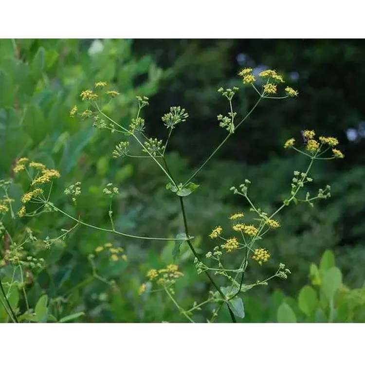 Natu ral Bupleurum Chinense DC Thorowax Root Saikosaponins A Ytbio Saikoside