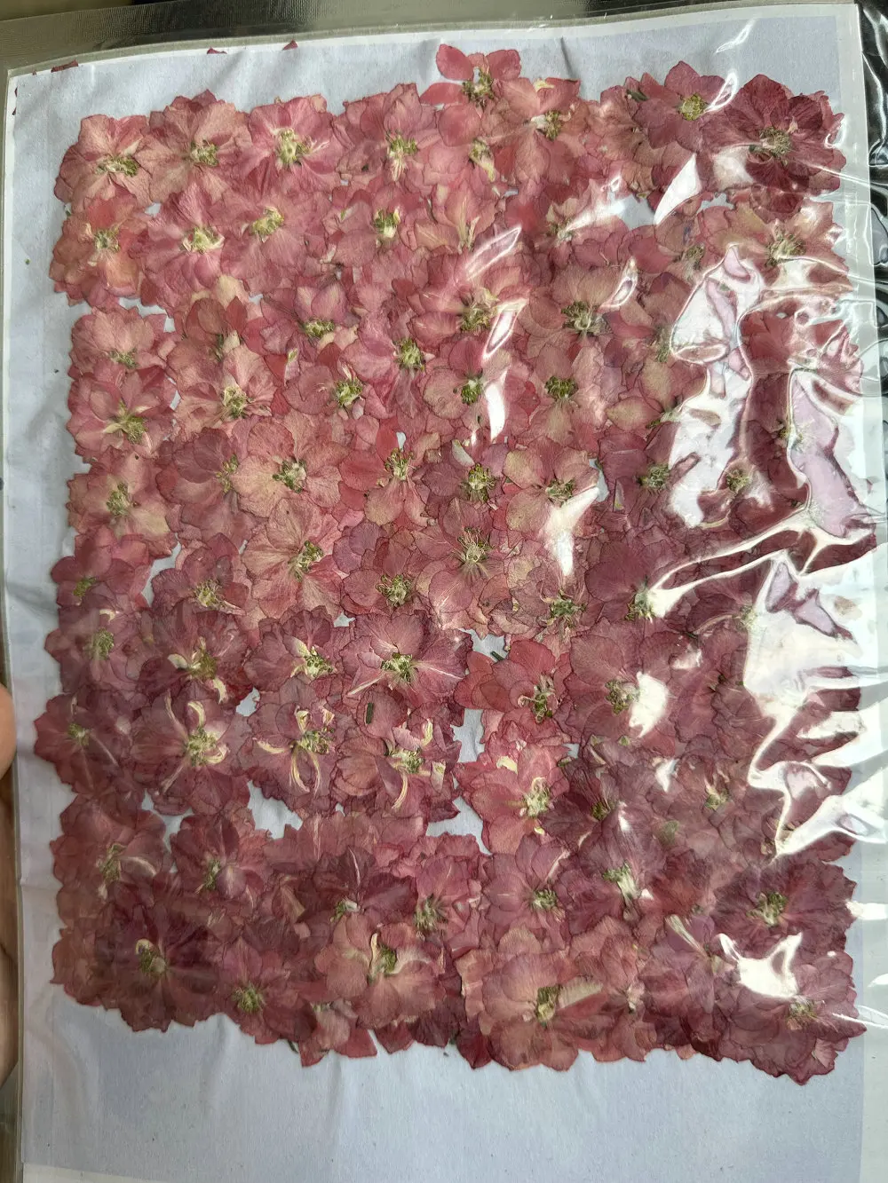 1000pcs/bag Larkspur Pressed Flower For Resin Epoxy Art Candle Making Wedding Frame