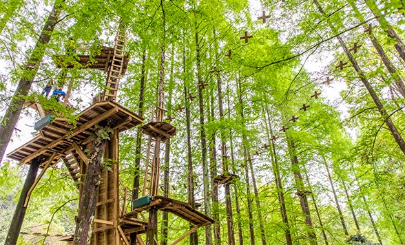 Aerial Forest Adventure Treetop Trekking Rope Course