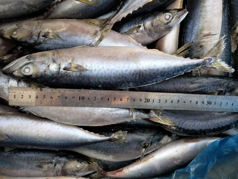 Top Quality Frozen Pacific Mackerel Fish With Wholesale