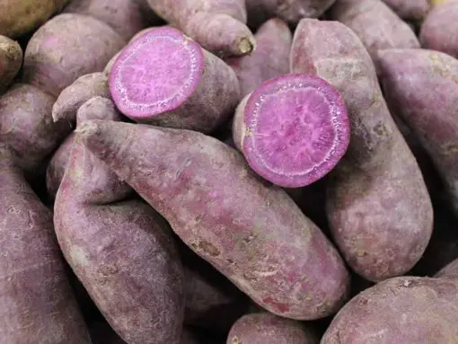 {HOT - SALE} - Fresh Sweet Patato/ High quality cheap fresh organic purple sweet potato in Vietnam market