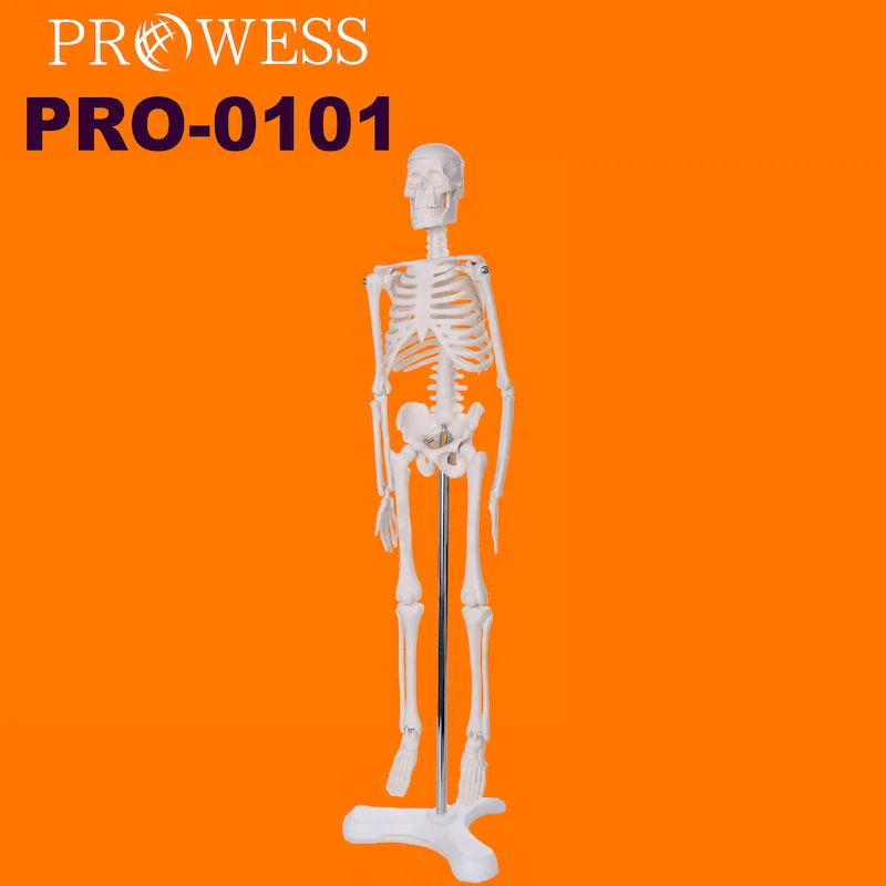 PRO-0101 Medical Science anatomy 1.5ft, 2ft, 3ft, 5ft, 6ft, 12ft skeleton halloween Model For Sale