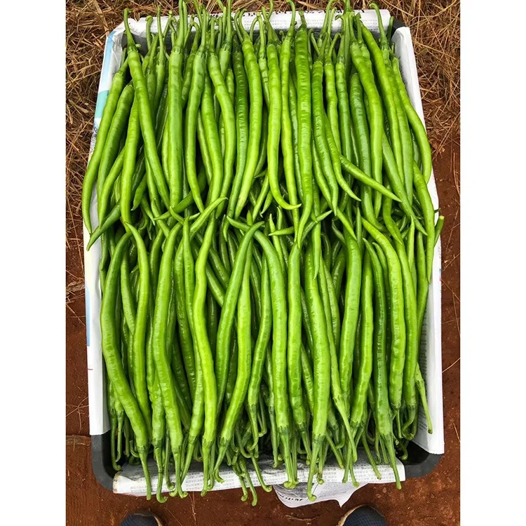 Factory Direct Supply Hybrid F1 Green To Red Hot Red Pepper Seedsot Conditions