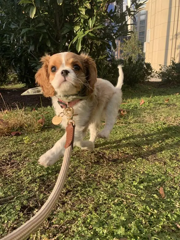 Wholesale High-end Custom Logo Luxury Tactical Braid Long Dog Training Leash Rope with Hardware Hook