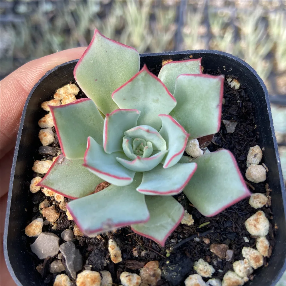 
Hot Sale About5cm Gray Living Plants Succulents Live Plants Set Natural Fresh for Indoor Outdoor Bonsai Plants 