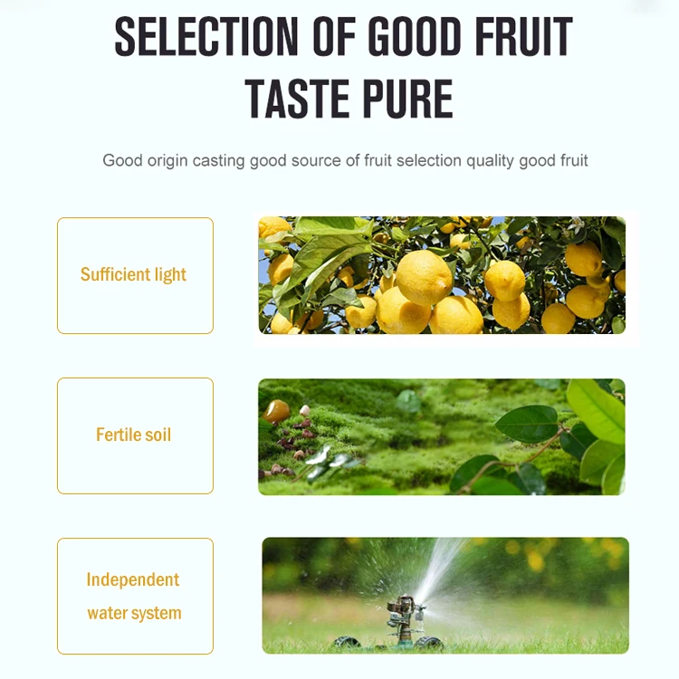 LISHI Custom Private Label Nutrition Fresh Lemon Juices Healthy 250ml 16Box 24Box Drinks Juice