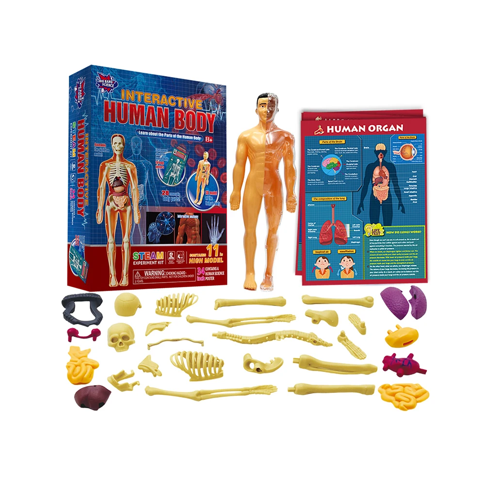 Stem Learning Toys 3D Puzzle Baby Body Anatomy Model Kids Educational Organ Assembled Toy Bodyorgan Teaching Tool for Kids