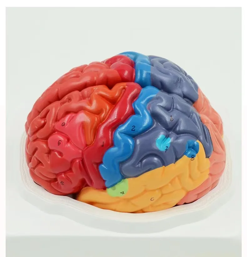 Training Model Teaching Device Medical PVC  Medical Student Two-Part Multi-Color Human Anatomy Brain Model